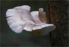 Гриб из Москва