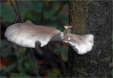 Гриб из Москва