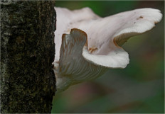 Гриб из Москва