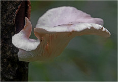 Гриб из Москва