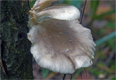 Гриб из Москва