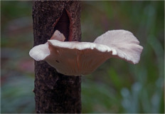 Гриб из Москва