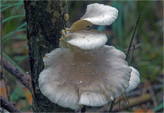 Гриб из Москва