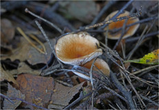 Гриб из Москва