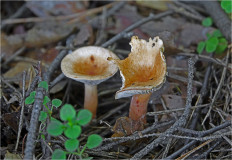 Гриб из Москва