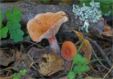 Гриб из Москва