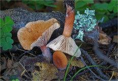 Гриб из Москва