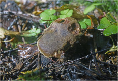 Boletus subtomentosus - Моховик зелёный