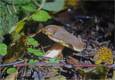 Boletus subtomentosus - Моховик зелёный