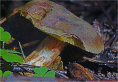 Boletus subtomentosus - Моховик зелёный