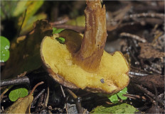 Boletus subtomentosus - Моховик зелёный