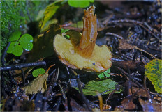 Boletus subtomentosus - Моховик зелёный