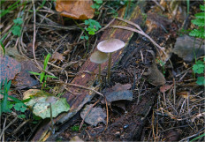 Mycena abramsii - Мицена Абрамса