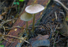 Mycena abramsii - Мицена Абрамса