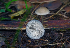 Mycena abramsii - Мицена Абрамса
