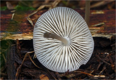 Mycena abramsii - Мицена Абрамса