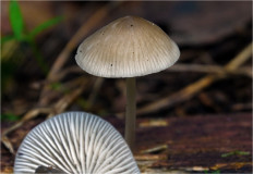 Mycena abramsii - Мицена Абрамса