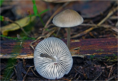 Mycena abramsii - Мицена Абрамса