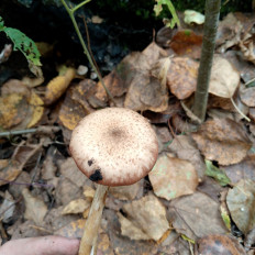 Опенок луковичноногий