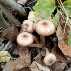 Опенок луковичноногий