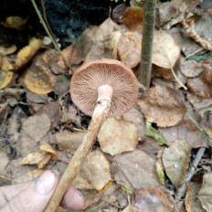 Опенок луковичноногий