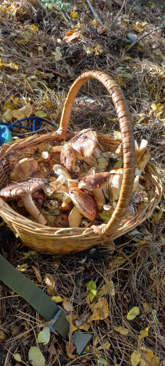 Гриб из Анапа