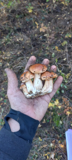 Гриб из Анапа