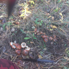 Гриб из Анапа