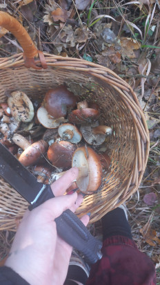 Гриб из Анапа