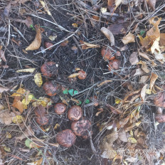 Гриб из Анапа