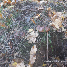 Гриб из Анапа