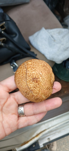 Маслёнок раскрашенный