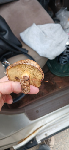 Маслёнок раскрашенный