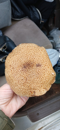 Маслёнок раскрашенный