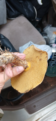 Маслёнок раскрашенный