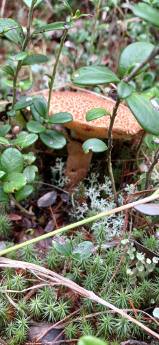 Маслёнок раскрашенный