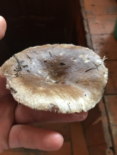 Гриб из Белышево