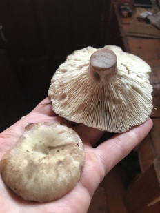 Гриб из Белышево