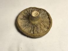 Гриб из Москва