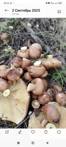 Гриб из Башкирия