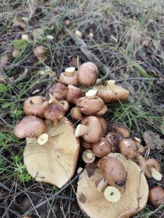 Гриб из Башкирия