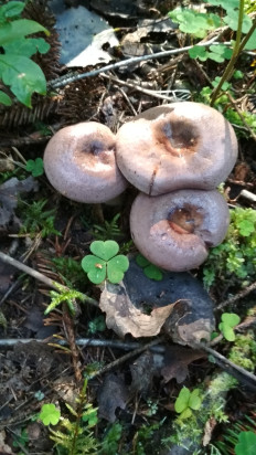 Млечник обыкновенный