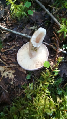 Млечник обыкновенный