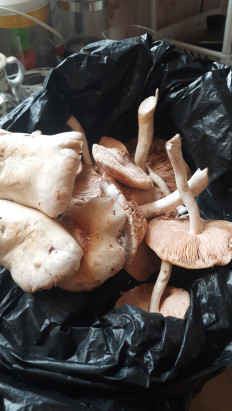 Гриб из Брест