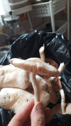 Гриб из Брест