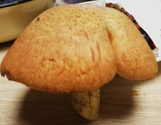 Гриб из Samara