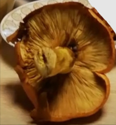 Гриб из Samara