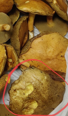 Гриб из Котельники