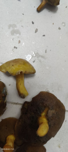 Гриб из Котельники