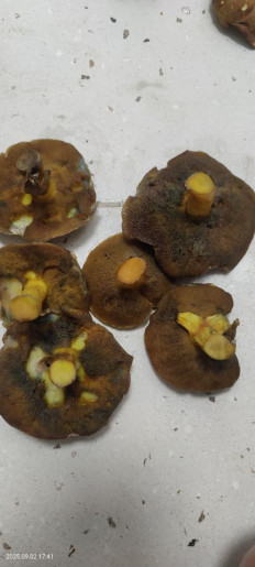 Гриб из Котельники